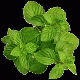 Spearmint oil