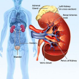 Ayurvedic treatment for Kidney Failure