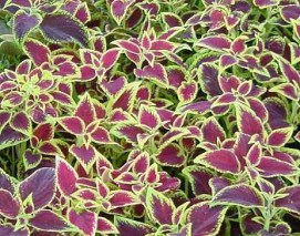 Coleus Forskohlii  Extract (forskolin 10%-98% )