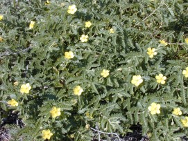 Tribulus Protodioscin (20%,40%)