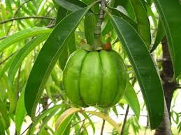 Garcinia Cambogia Extract K (Water Soluble)