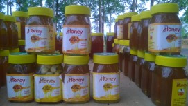 Khair Tree Flowers Honey