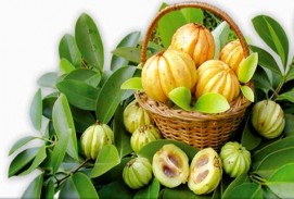 Garcinia Cambogia Extract 50%, 60% & 65% HCA,