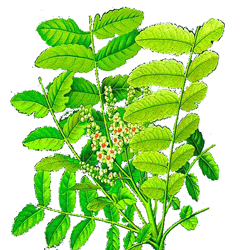 Boswellia Extract