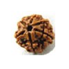 Rudraksha beed