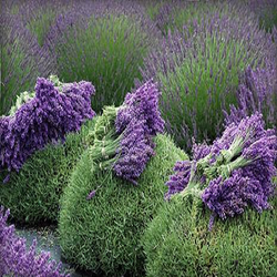 Lavender flower