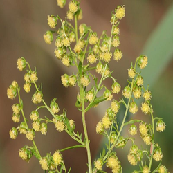 Dry herba plant of ARTEMESIA