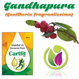 Gandhapura (Gaultheria fragrantissima)