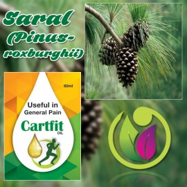 Saral (Pinus roxburghii)