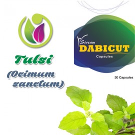 Tulsi  (Ocimum sanctum)