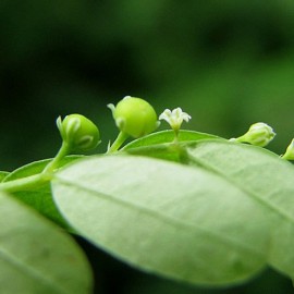 Bhumi Amla | Phyllanthus Niruri |