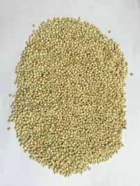 sorghum