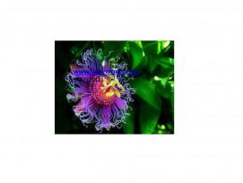 Passiflora Incarnata Suppliers India