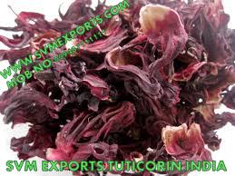 Hibiscus Rosa Sinensis Suppliers India