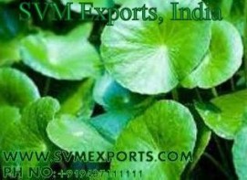 Centella Asiatica Suppliers India