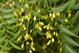 Neem Fruit