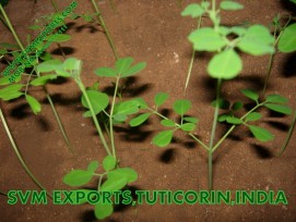 Indian Origin Moringa Tea Cut Leaf Suppliers