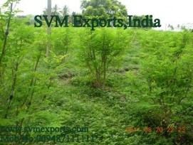 Best Moringa Oleifera Leaf Suppliers