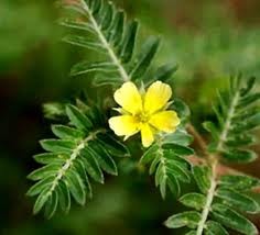 Tribulus Terrestris Suppliers India