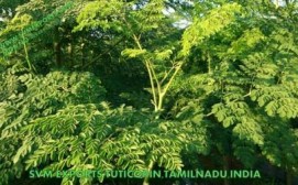 Moringa A Graded Leaves From SVM Exports