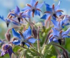 Borage oil