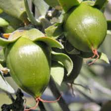 Jojoba oil