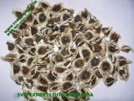 Moringa Conventional Seed Suppliers