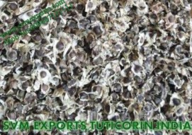 Moringa Pkm1 Seed Suppliers