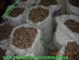 Moringa Pkm1 Seed Manufacturers