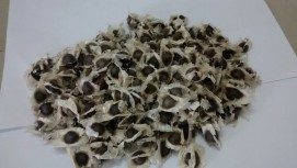 Moringa Seeds