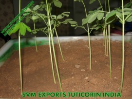 Moringa Tea Cut Leaf Exporters India