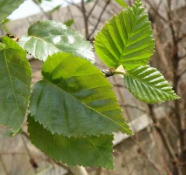 BhojPatra(Betula utilis)