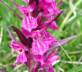 Salamisri(Salep Orchid)