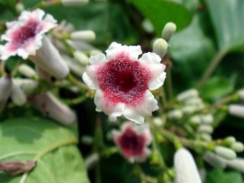 Gandha Prasarini(Paederia Foetida)