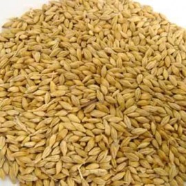 Barley(Hordeum vulgare) Seed