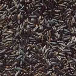 Kalatil / Ramtil(Niger Seed)