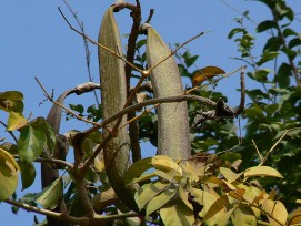 Sonpatha(Oroxylum Indicum)