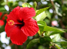 Gudhal(Hibiscus rosa-sinensis)