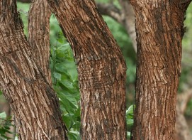 Khair Bark(Acacia catechu)