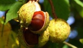 HorsechestNut Extract