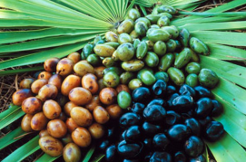 Saw palmetto Extract