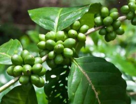 GREEN COFFEE BEAN EXTRACT ( CHLOROGENIC ACIDS 50-60% )