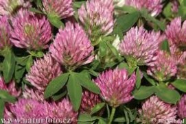 Red clover tea