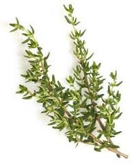 thyme