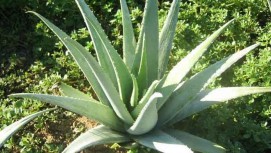 aloe vera leaf