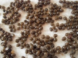 Papaya Seeds(Carica Papaya)