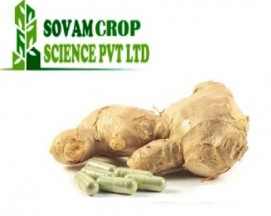 Herbal Ginger Capsules