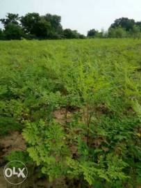 Moringa Leaves