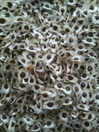 MORINGA SEED