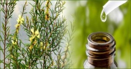 Tea Tree oil online